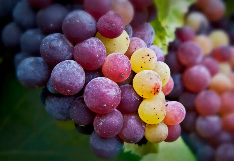 Grenache - giống nho sản xuất rượu vang hồng phổ biến nhất