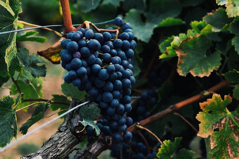 Giống nho dùng sản xuất rượu vang và rượu sâm panh khác nhau