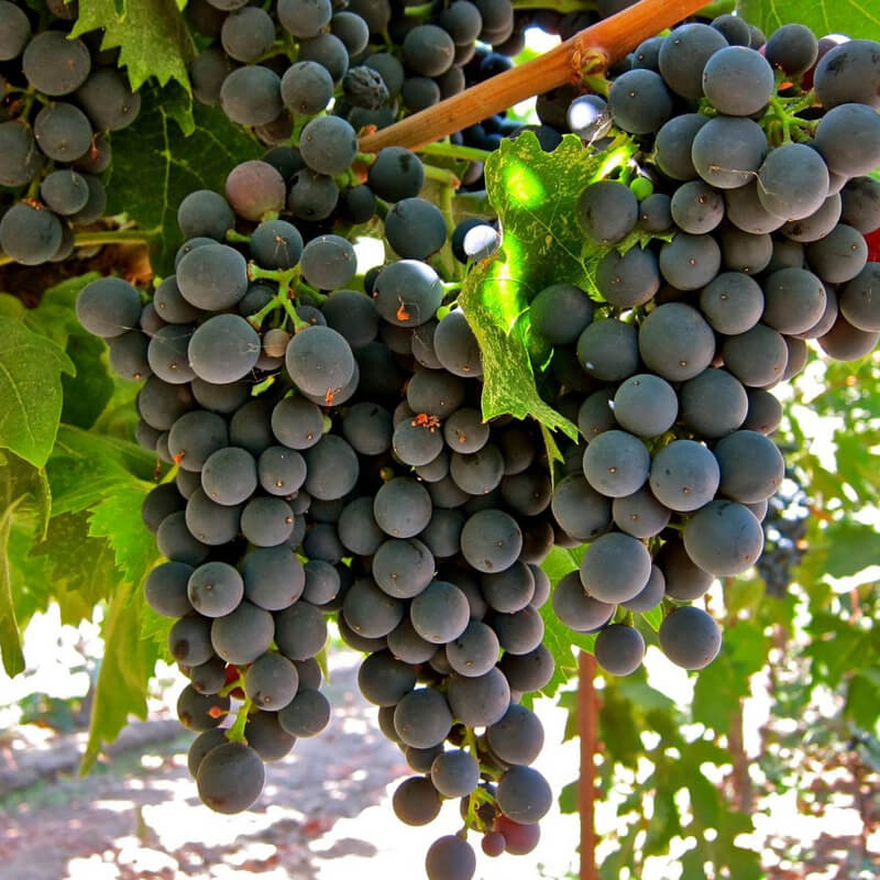 Nho Montepulciano