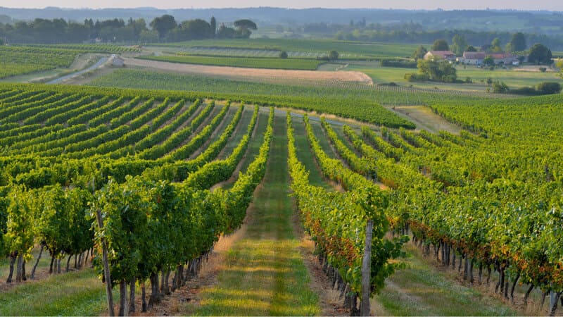 Vùng sản xuất rượu vang nổi tiếng Bordeaux Pháp
