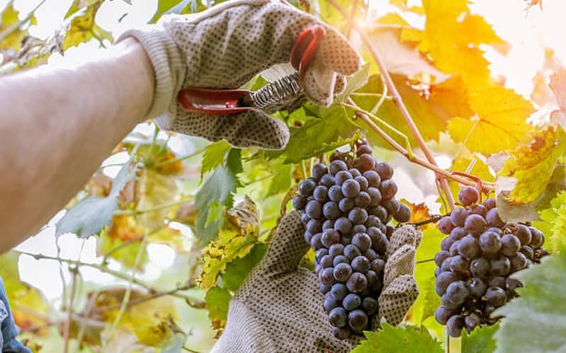 Quá trình thu hoạch nho sản xuất rượu vang Bordeaux