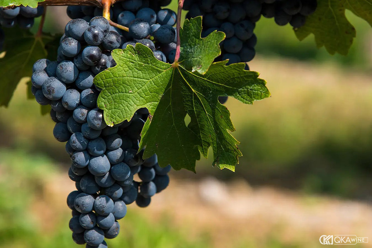 Giống nho làm rượu vang đỏ Bordeaux