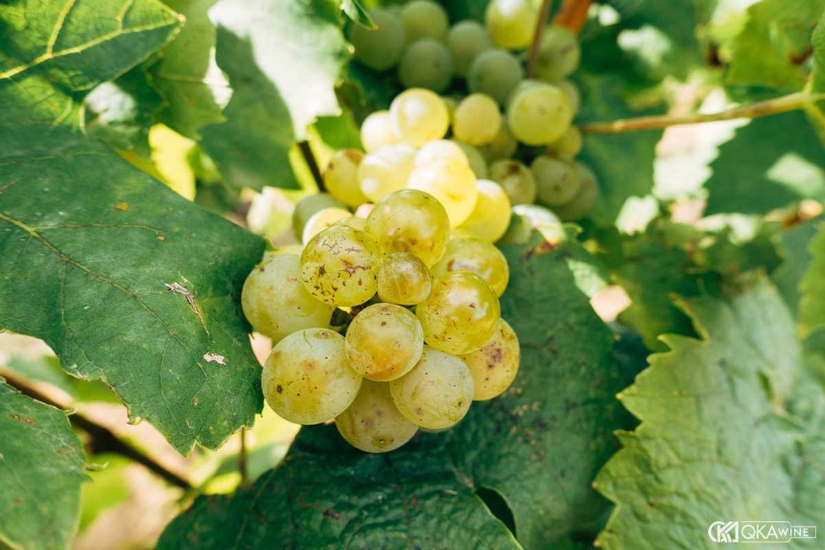 Giống nho làm rượu vang trắng Bordeaux