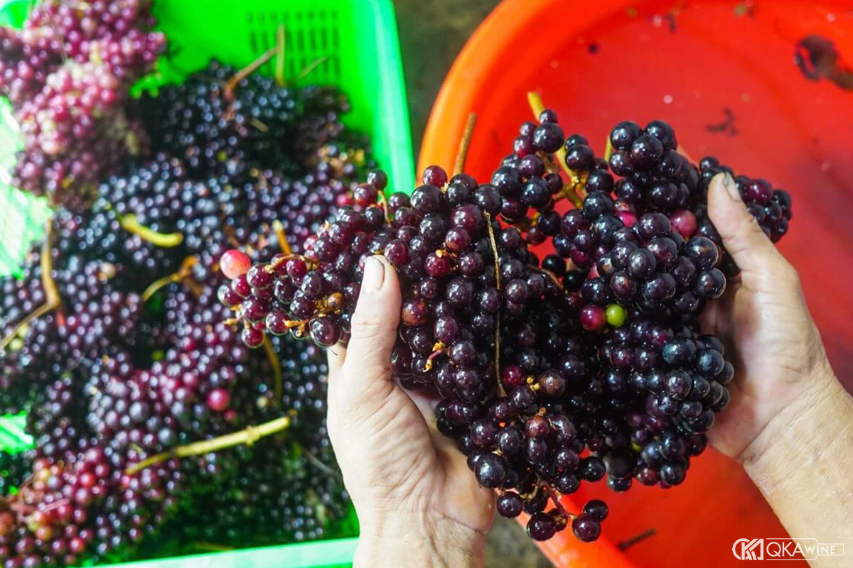 Làm rượu vang nho kiểu Pháp bước 1