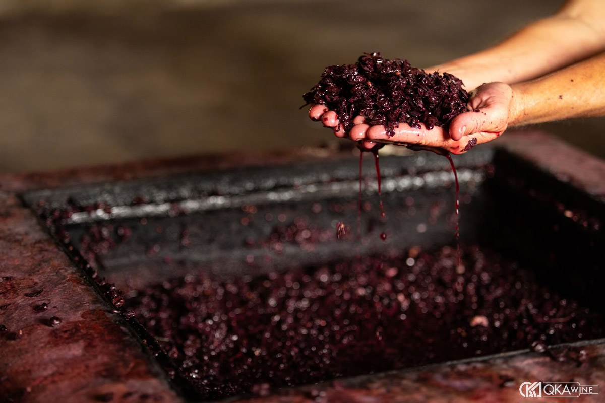 Làm rượu vang nho kiểu Pháp bước 3