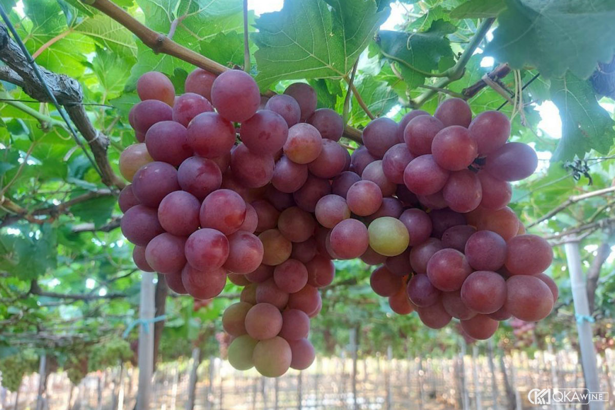 Nho làm rượu vang nho kiểu Pháp