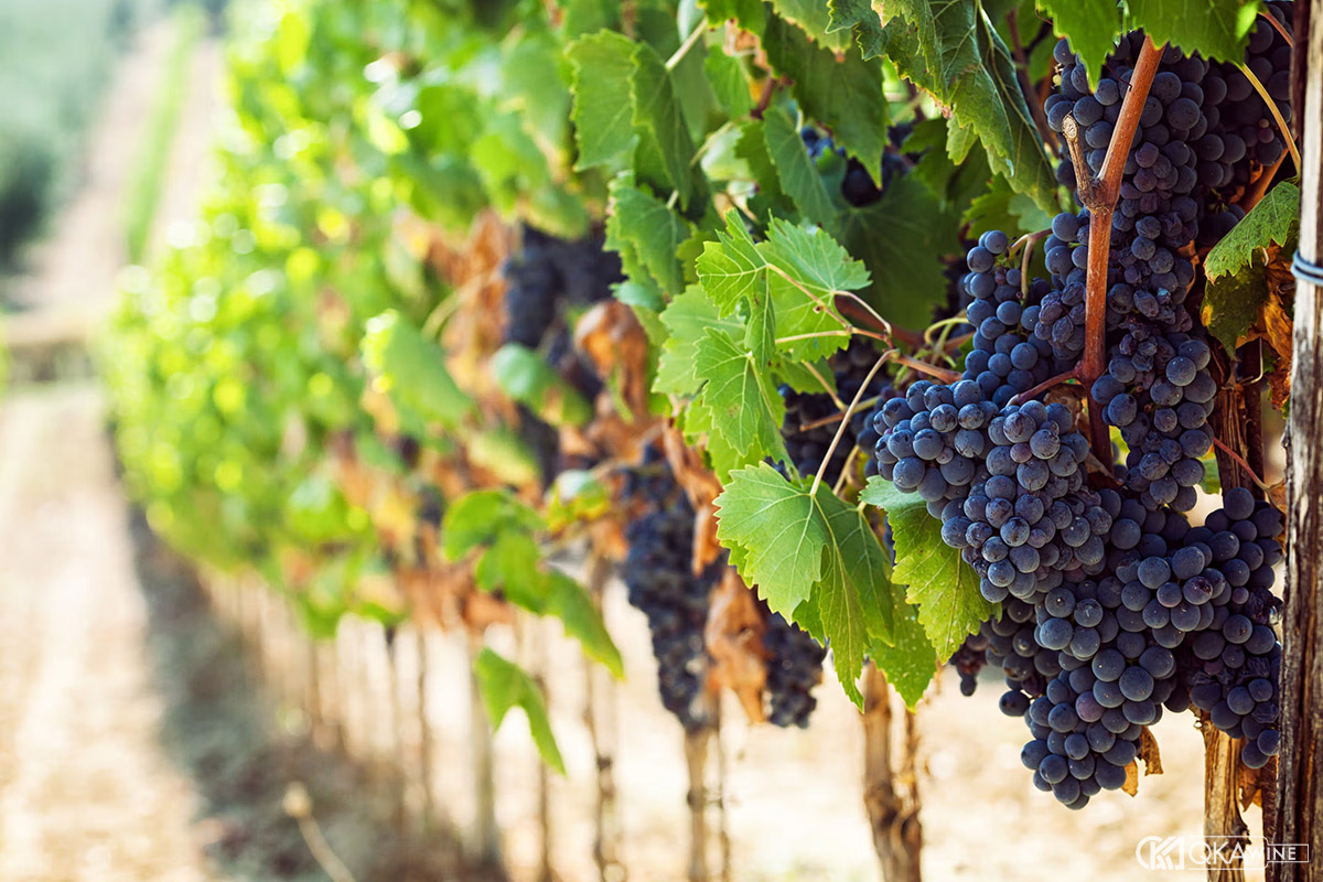 Những giống nho được trồng ở Chile