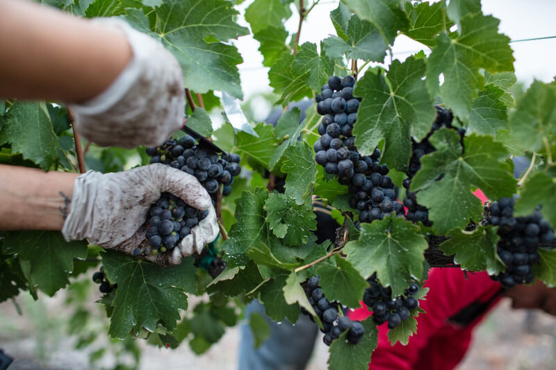 Quá trình thu hoạch nho sản xuất rượu vang Ý