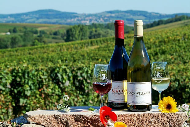 Nhà sản xuất rượu vang Pháp được gọi là Vigneron hoặc Viticulteur