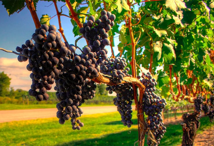 Quá trình thu hoạch nho sản xuất rượu vang Pháp