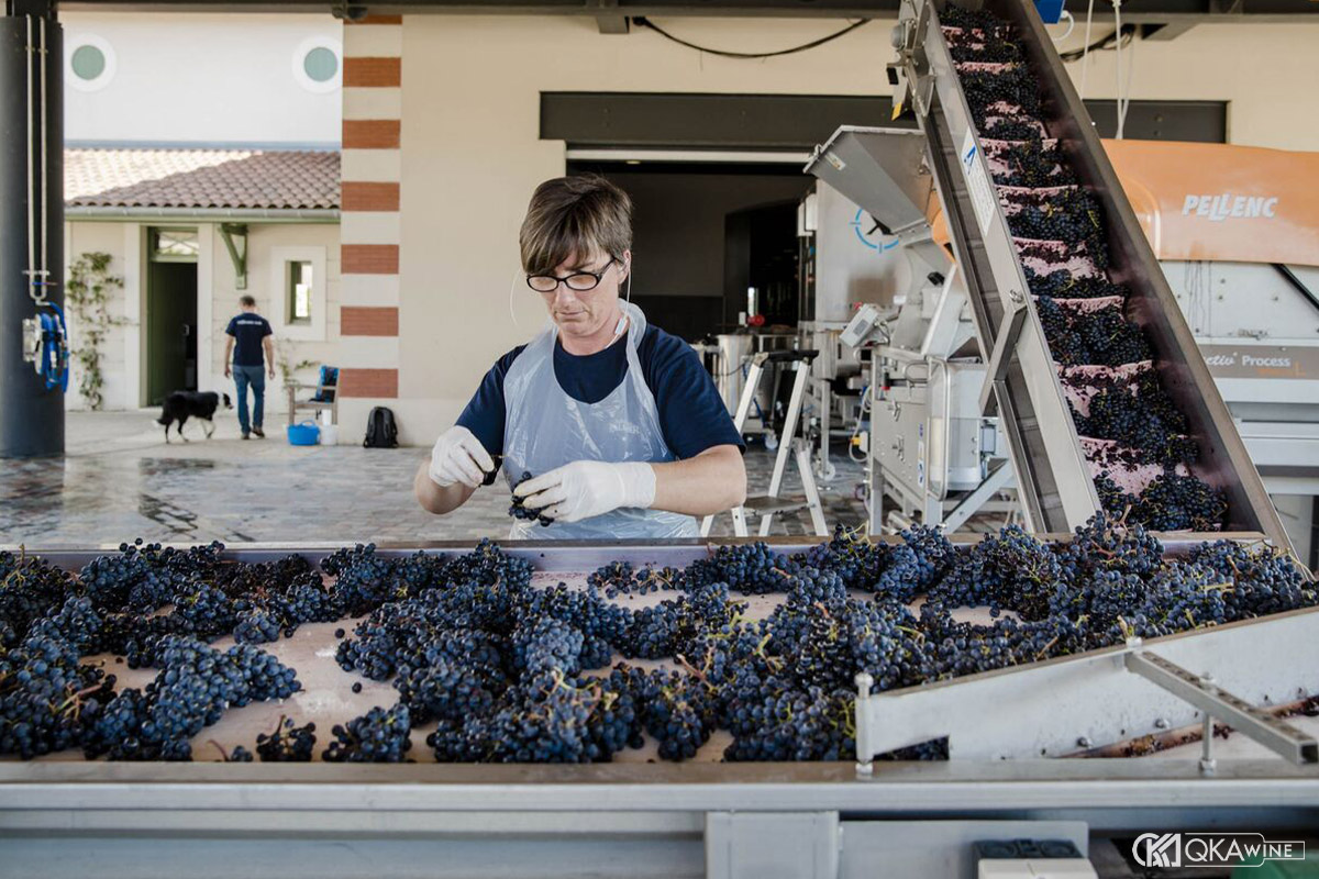 Rượu vang Bordeaux được làm ra như thế nào?