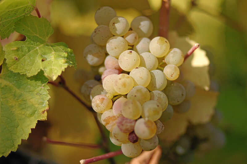 Giống nho trắng Riesling làm rượu vang Chile