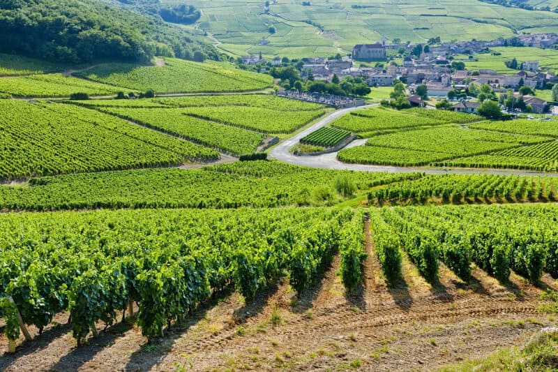 Vùng sản xuất rượu vang Burgundy nổi tiếng của Pháp