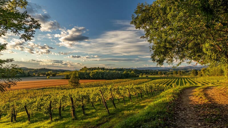 Vùng sản xuất rượu vang Ý Friuli-Venezia Giulia