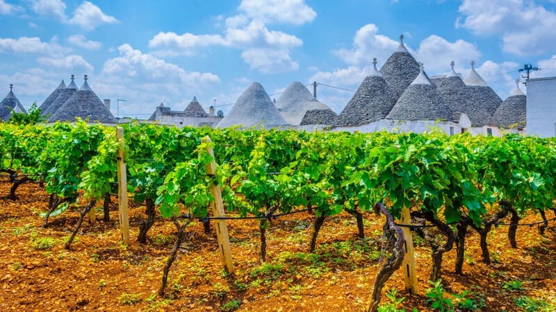 Vùng sản xuất rượu vang Ý Puglia