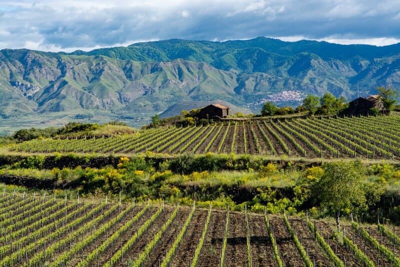Vùng sản xuất rượu vang Ý Sicily