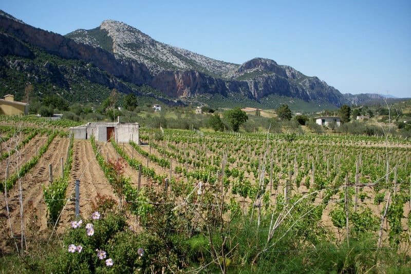 Vùng sản xuất rượu vang Ý Sardinia