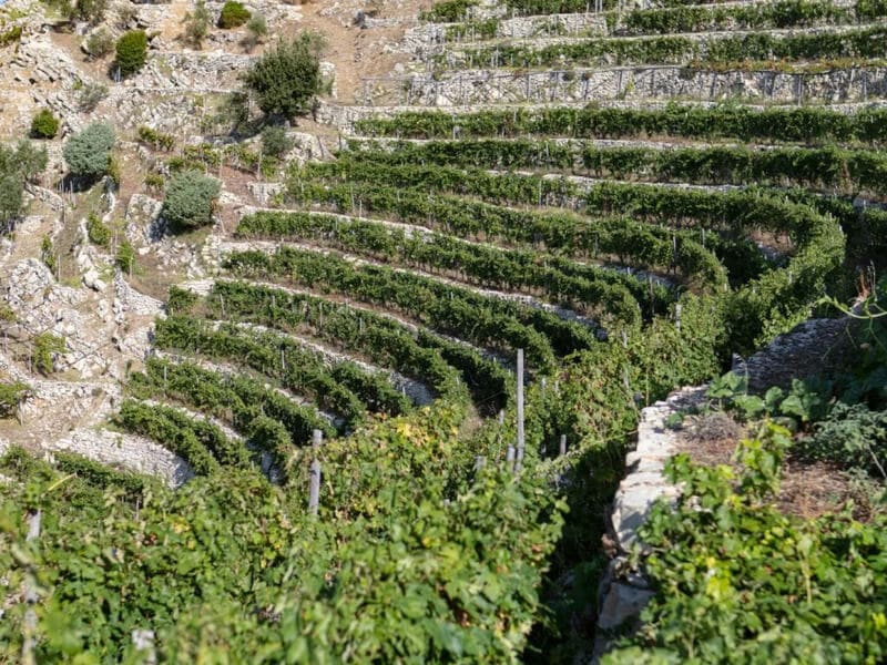 Vùng sản xuất rượu vang Ý Liguria