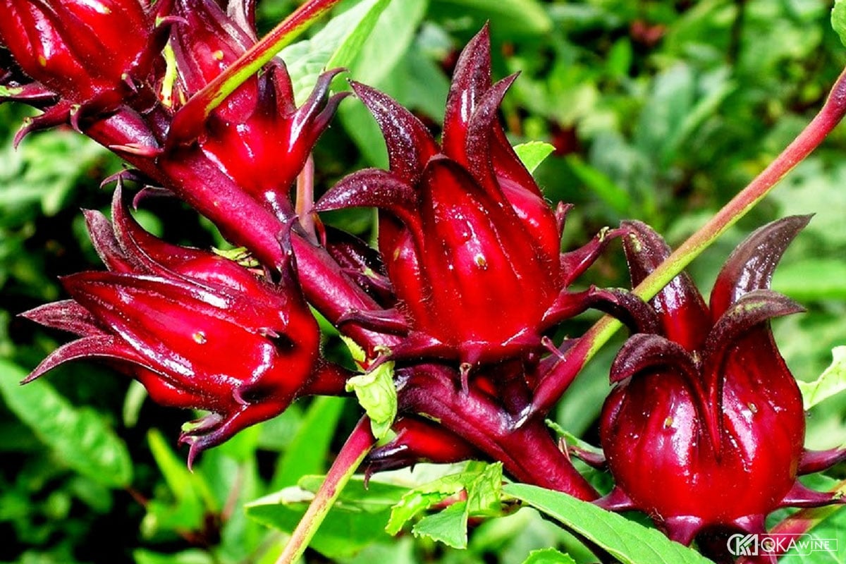 Cách ngâm rượu hoa Atiso đỏ