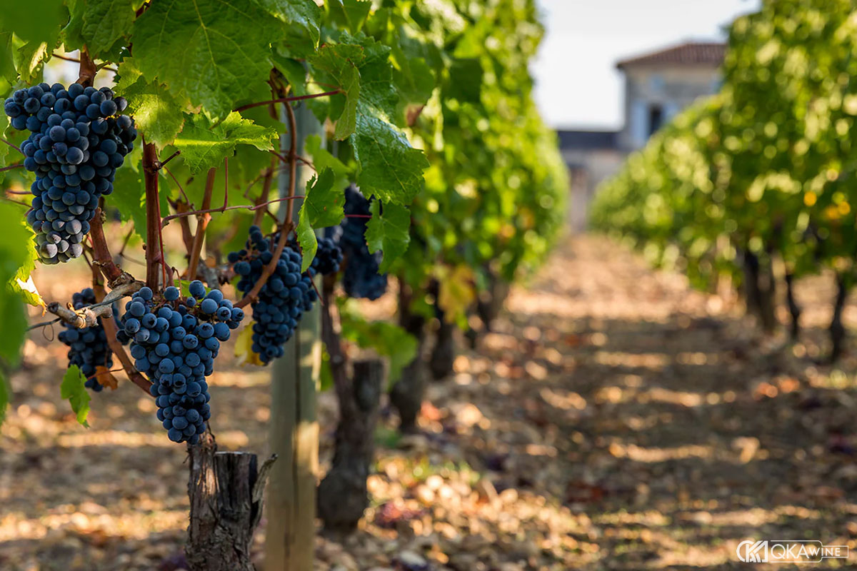 Giống nho vùng làm vang Pomerol