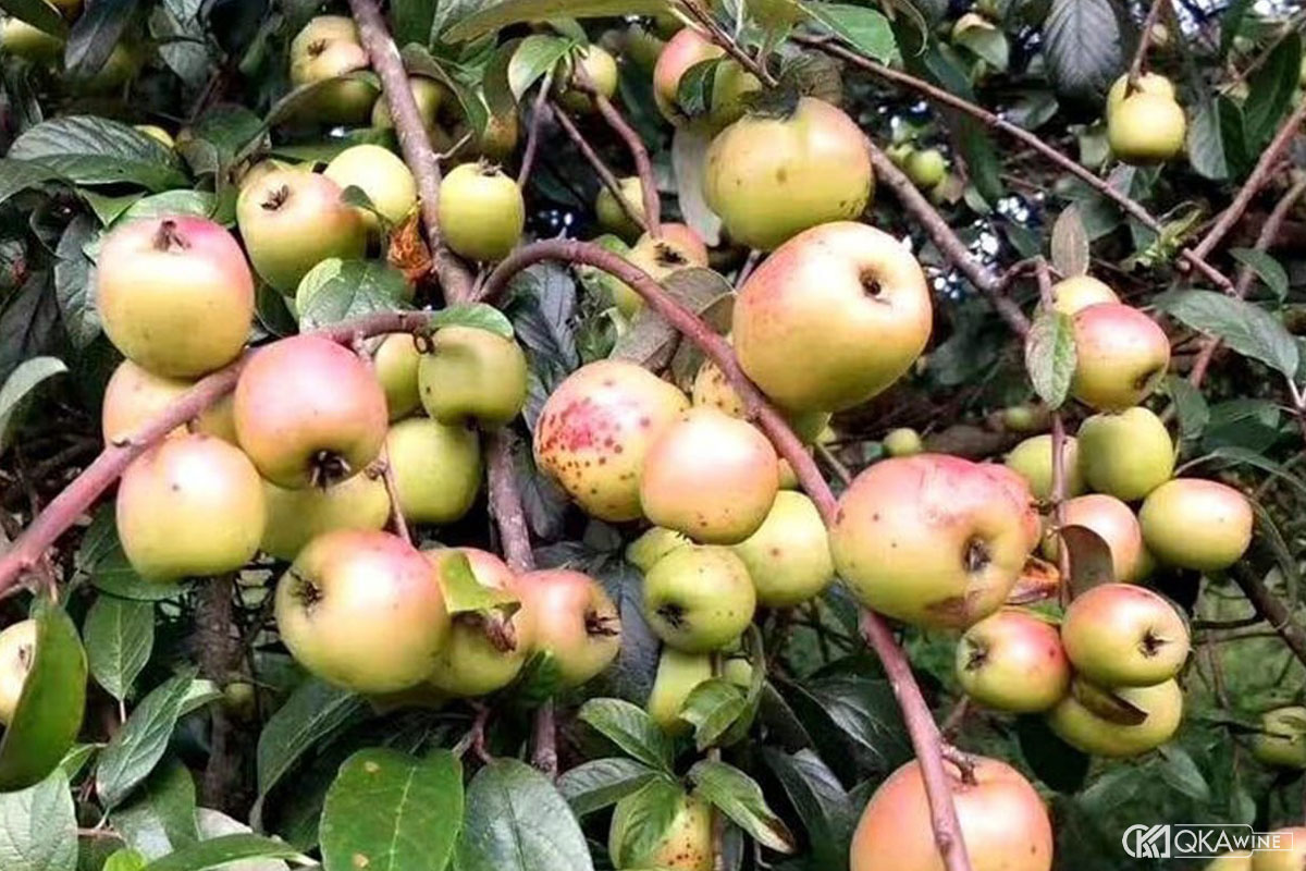 Táo mèo là quả gì?