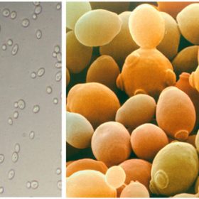 saccharomyces cerevisiae trong sản xuất rượu vang