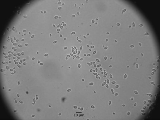 Nấm men Saccharomyces cerevisiae trong sản xuất rượu vang