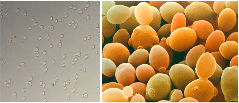 saccharomyces cerevisiae trong sản xuất rượu vang