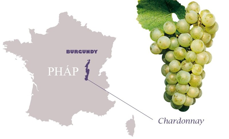 Chardonnay là giống nho nổi tiếng của Pháp