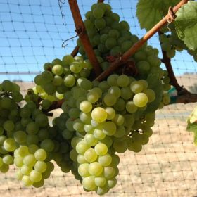 Giống nho Chardonnay
