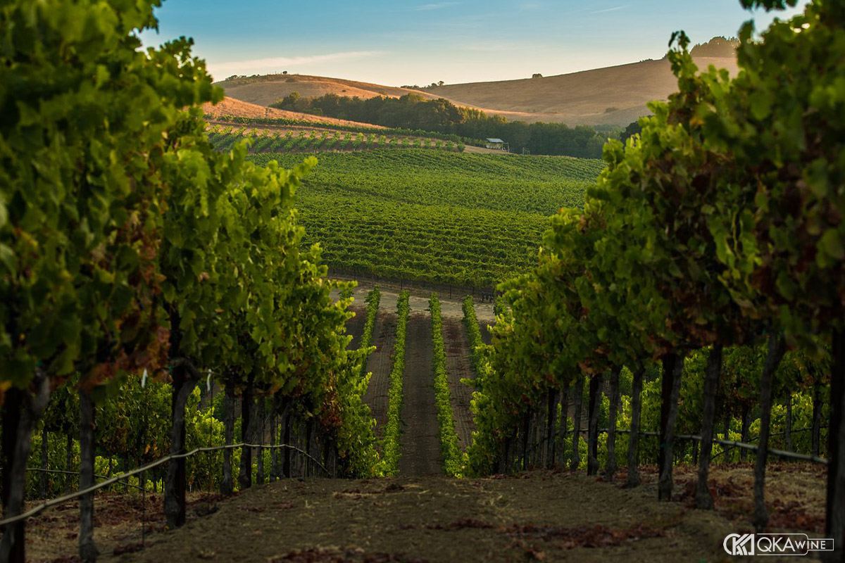Điều kiện khí hậu và thỗ nhưỡng vùng Napa Valley