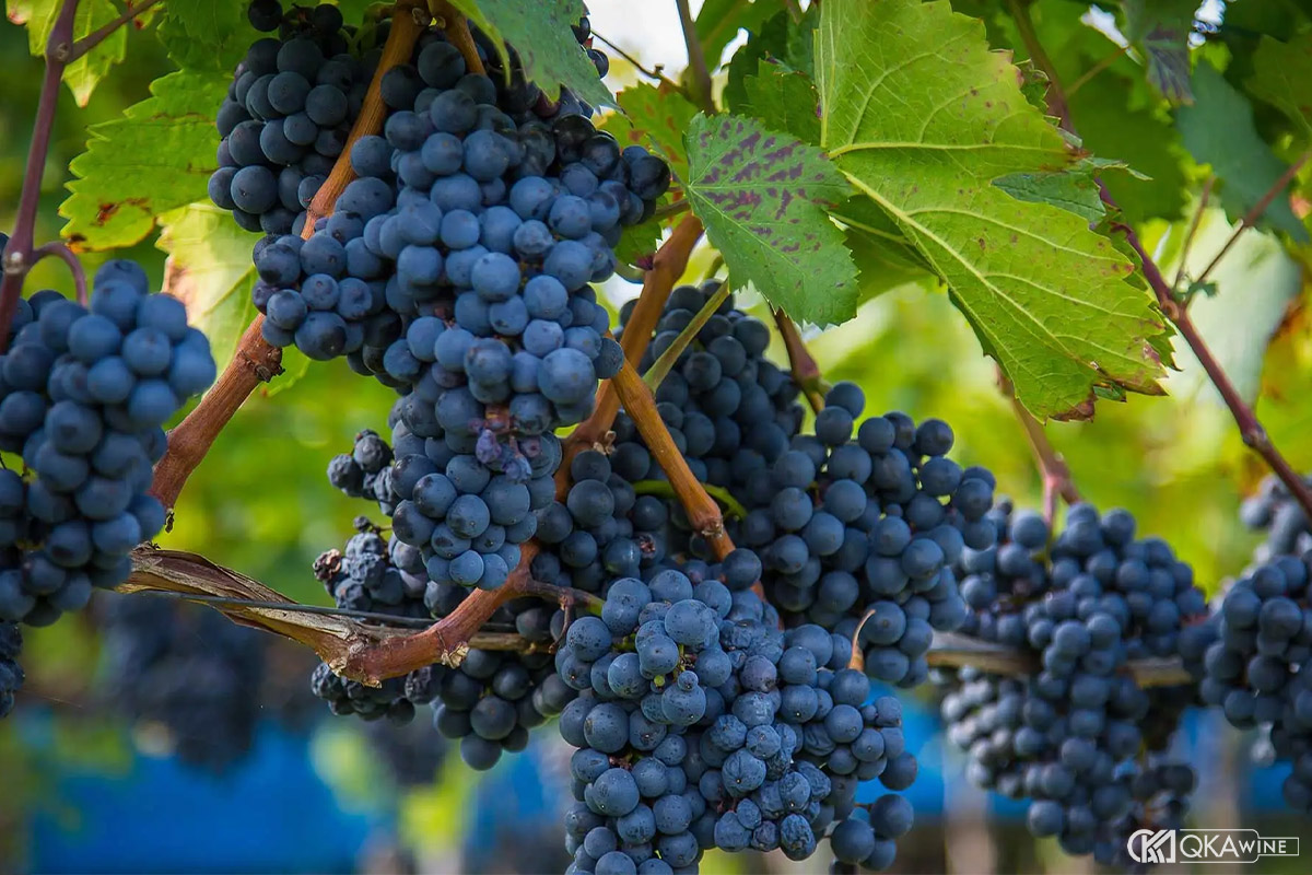 Giống nho đặc trưng vùng Languedoc-Roussillon