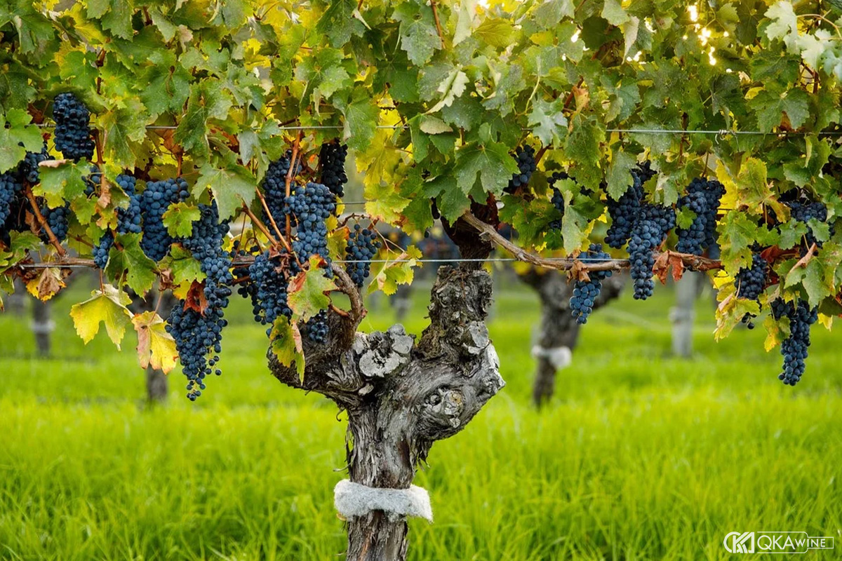 Các giống nho phổ biến của vùng Margaret River