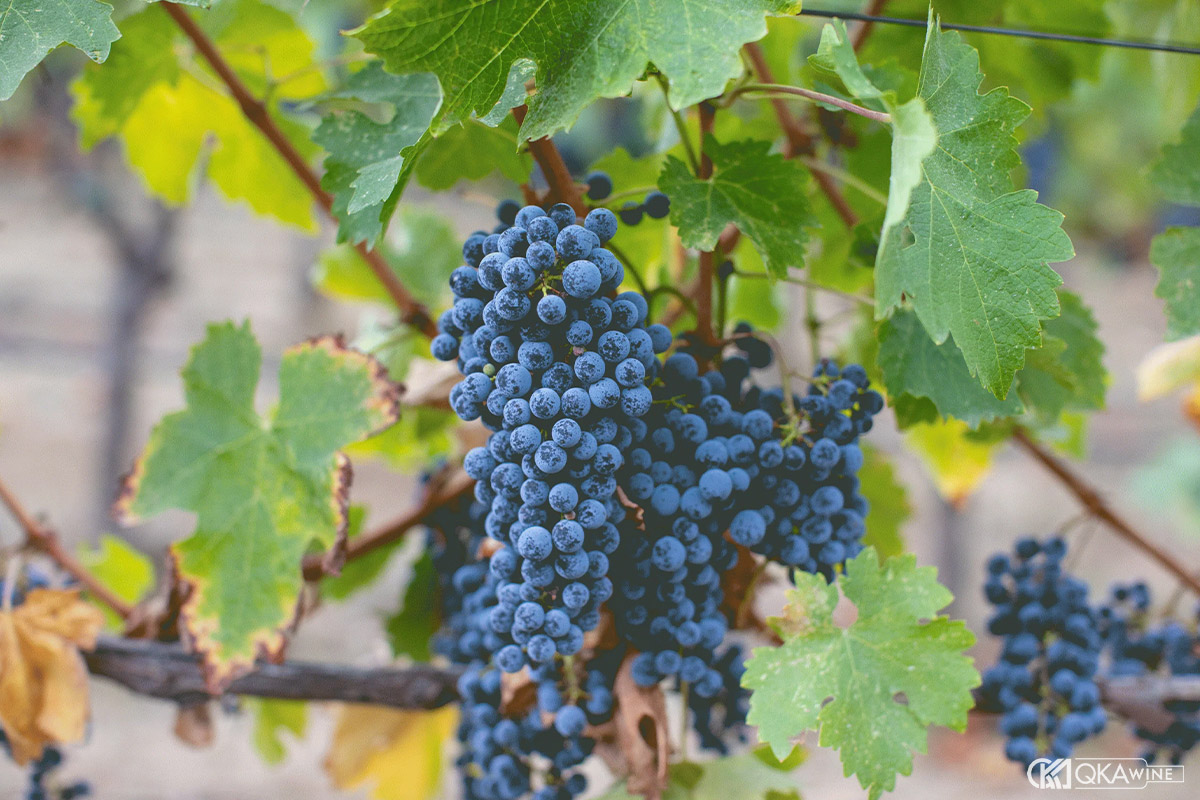 Nho Cabernet Sauvignon Napa Valley