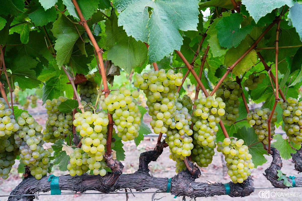 Nho Chardonnay Napa Valley