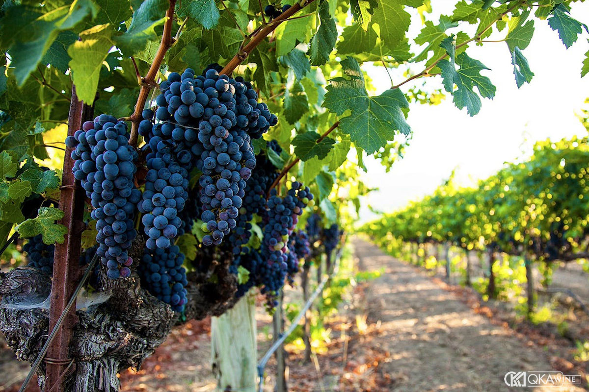 Nho Merlot Napa Valley