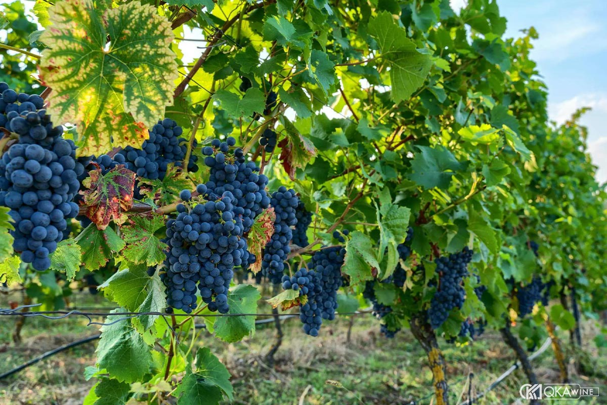 Nho Pinot Noir Napa Valley