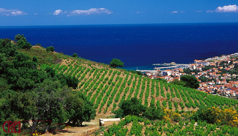 Một khu vực trồng nho của vùng Languedoc-Roussillon