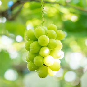 giống nho làm rượu vang trắng nổi tiếng