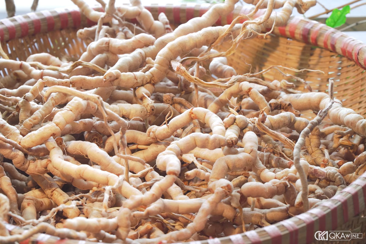 Cách sơ chế ba kích trước khi ngâm rượu