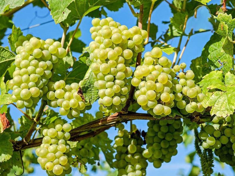 Giống nho Malvasia là gì