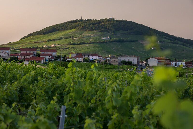 tiểu vùngCôte de Brouilly thuộc Beaujolais