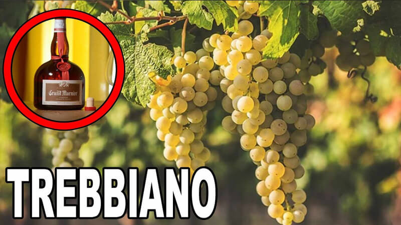 Rượu vang Trebbiano được làm ra như thế nào