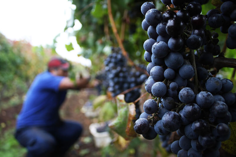 Đặc điểm giống nho Carmenere