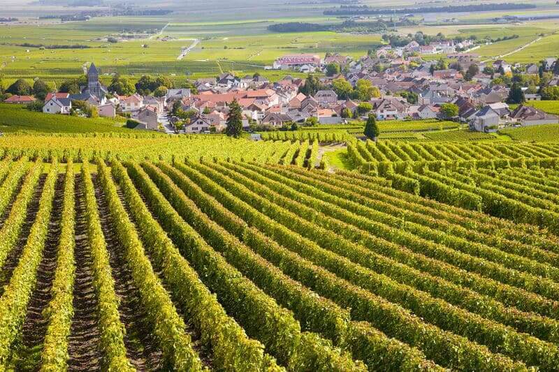 Các vùng trồng nho Chardonnay nổi tiếng