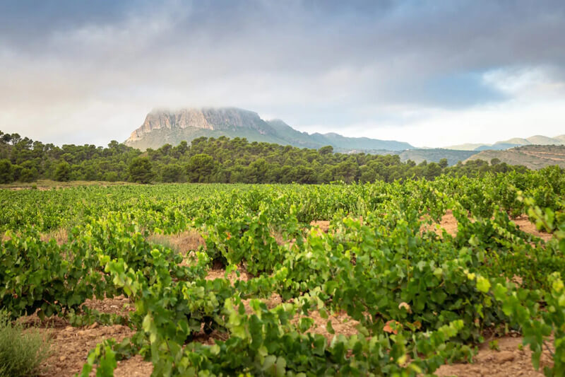 Các vùng trồng nho Mourvedre nổi tiếng