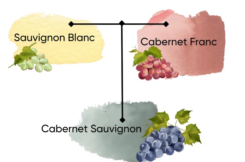 Sự khác biệt giữa Sauvignon Blanc và các giống nho khác