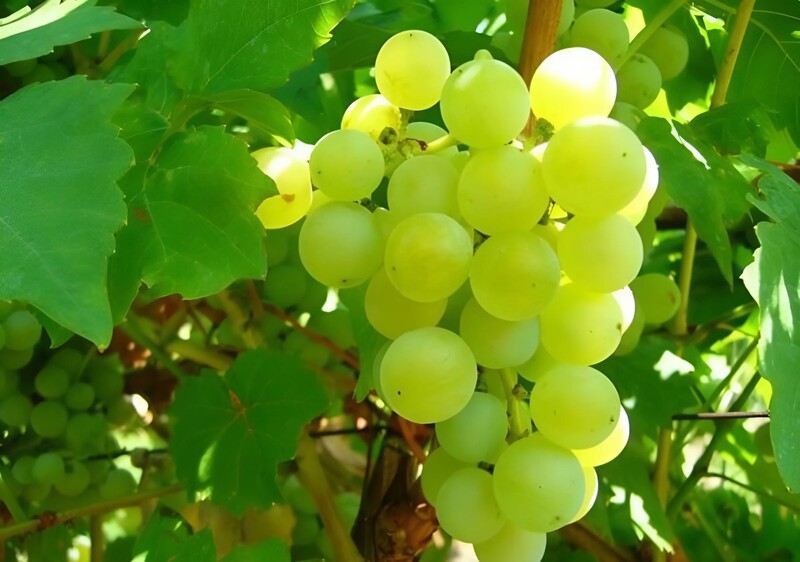 Đặc điểm của giống nho Semillon