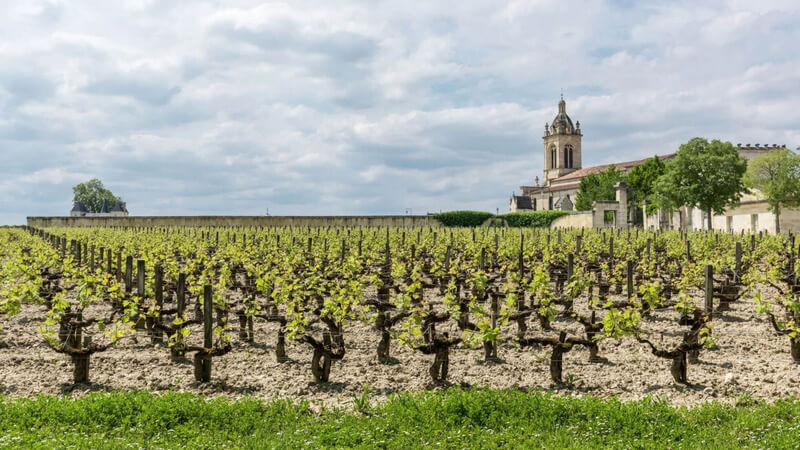 Vườn nho Cabernet Sauvignon ở Bordeaux thuộc IGP Atlantique