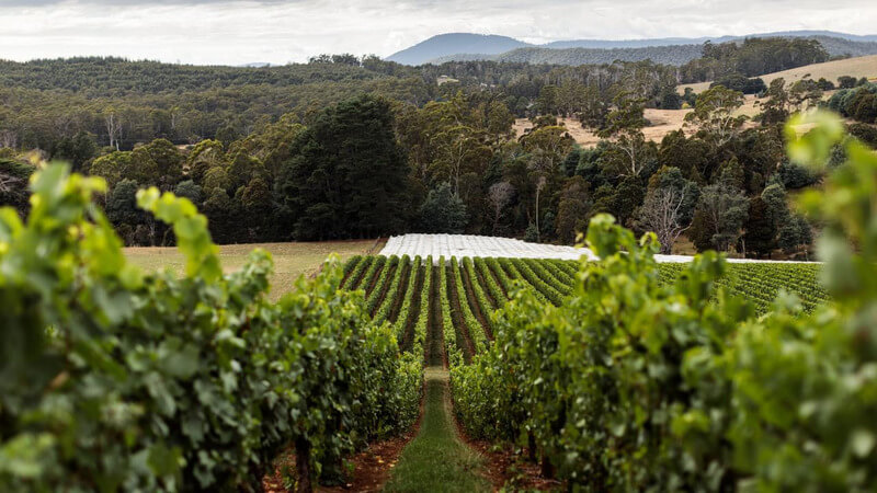 Khí hậu và thổ nhưỡng vang làm vang Tasmania